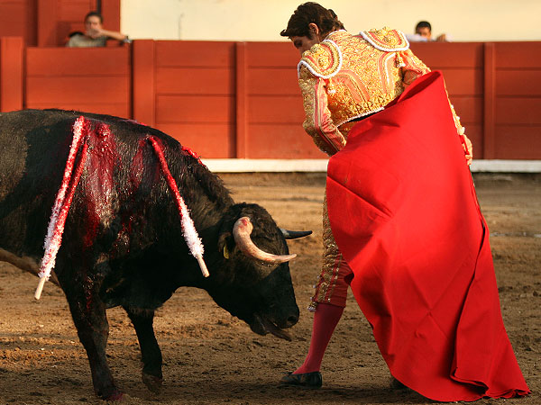 Metido entre los pitones