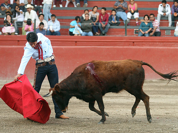 Serias vacas de Vicencio