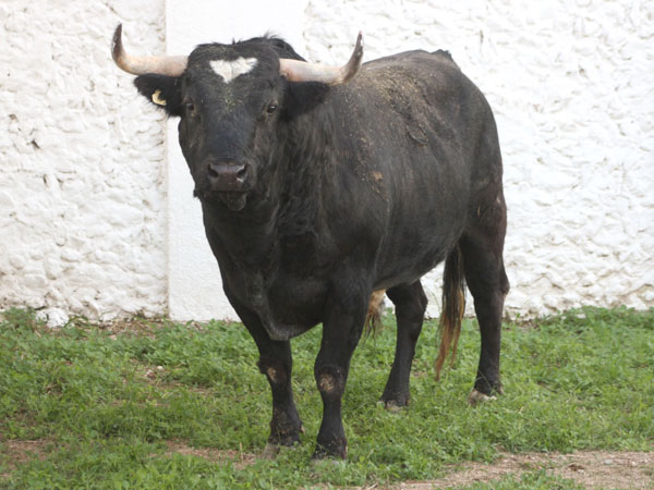 No. 86, negro bragado, 492 kg.