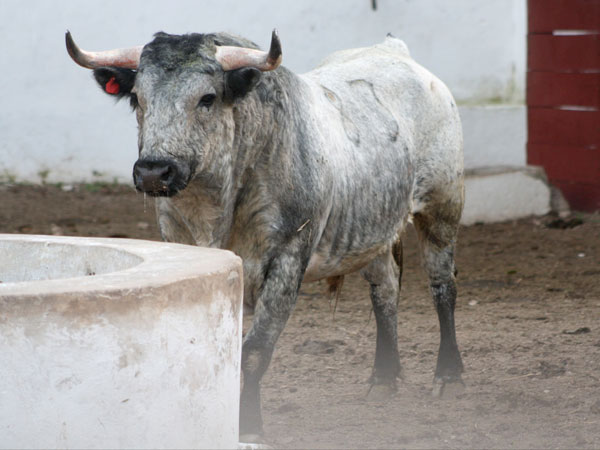 No. 83, crdeno claro, 504 kg.