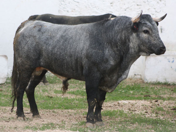 No. 89, crdeno bragado, 506 kg.