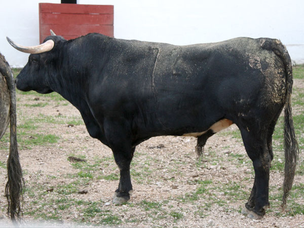 No. 72, negro bragado, 525 kg.