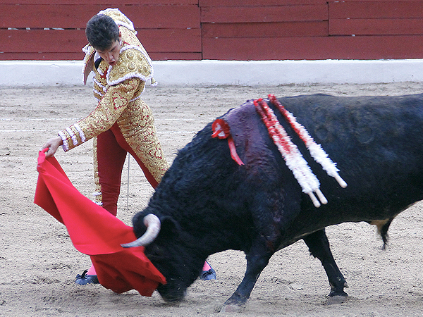 Llevando al toro