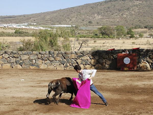 Dejando a la vaca ante el picador