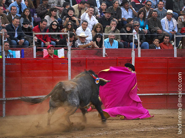 Chihuahua saluda su primero