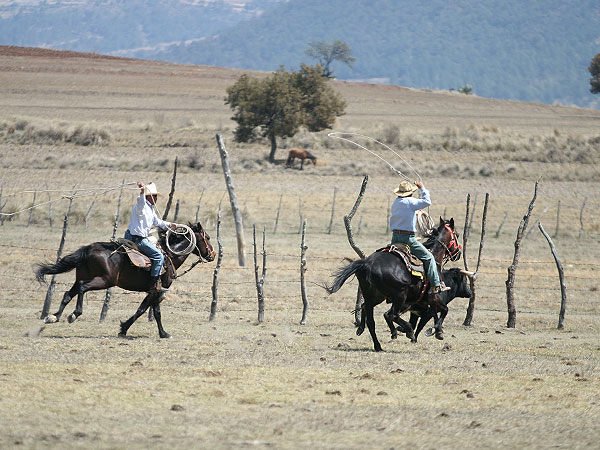 La habilidad de los vaqueros