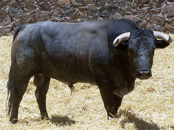 Negro entrepelado bragado