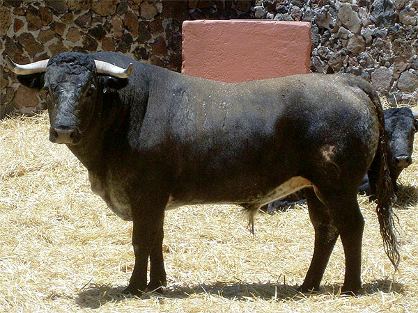 Crdeno oscuro bragado