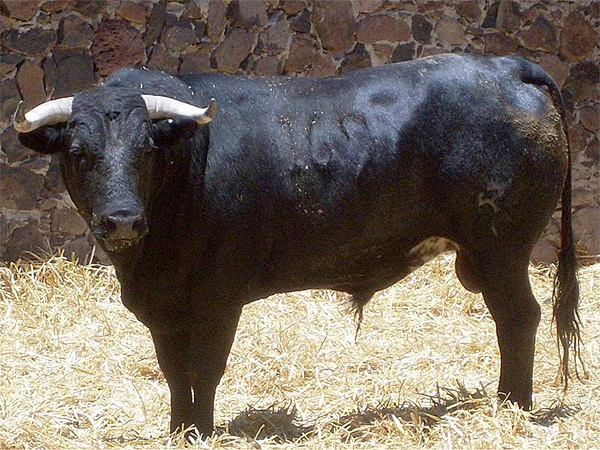 Negro bragado