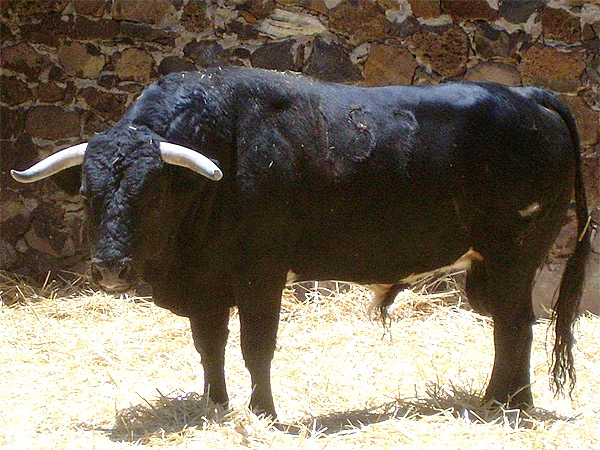 Negro bragado meano