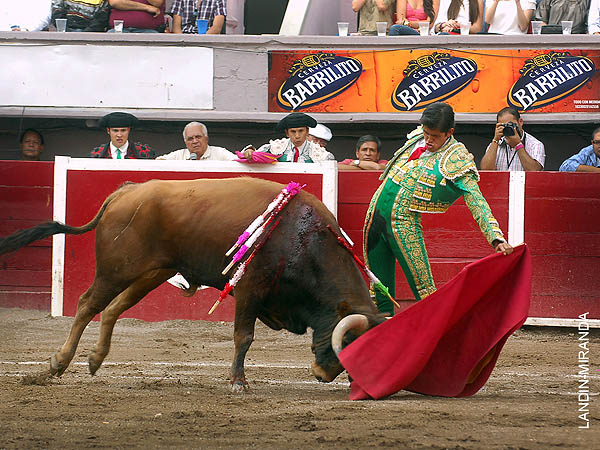 Torero que se queda quieto