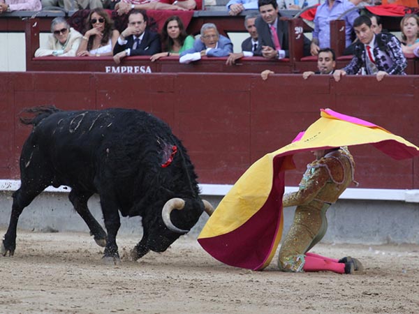 Larga de hinojos