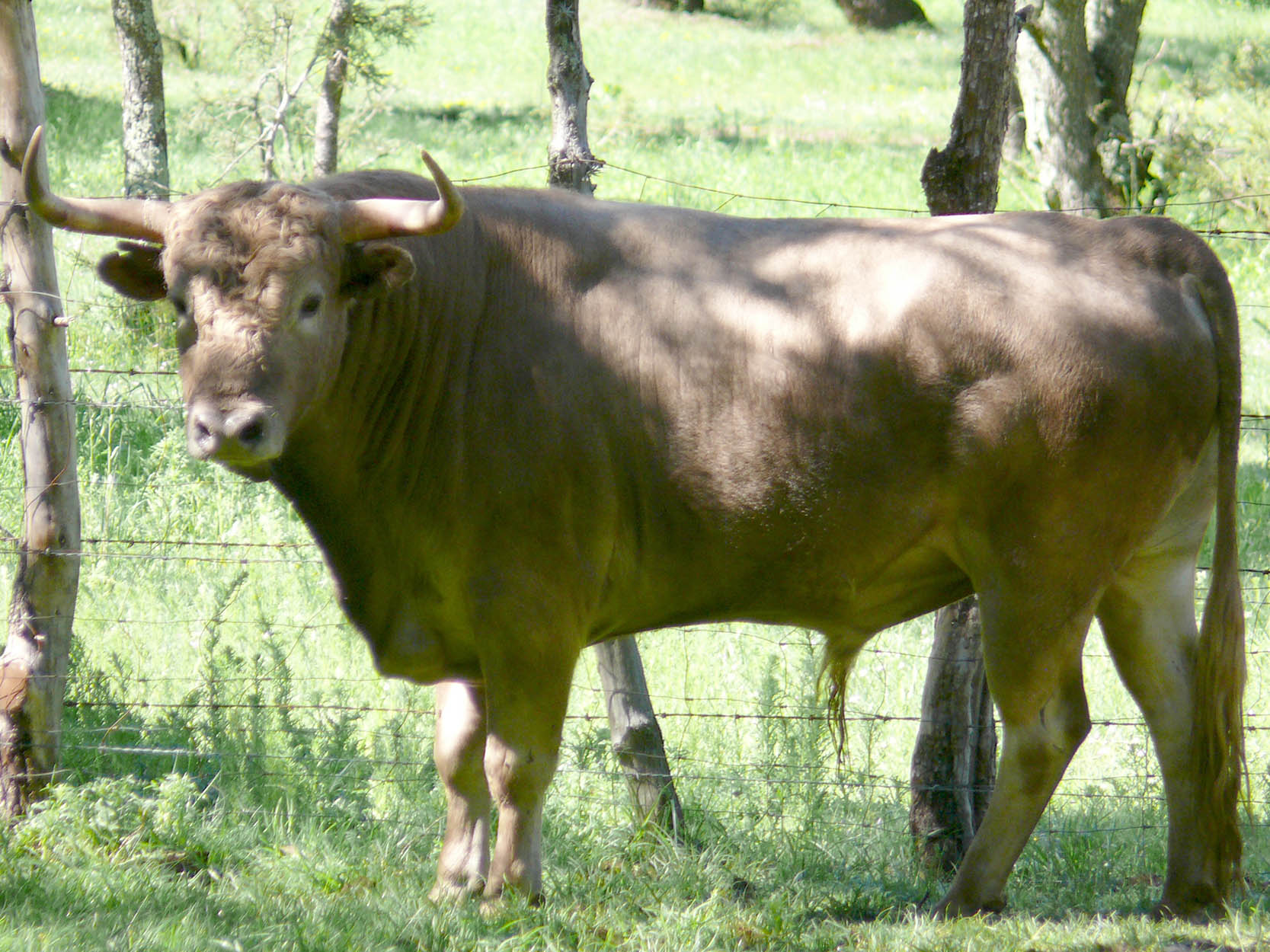 Sombrero de charro