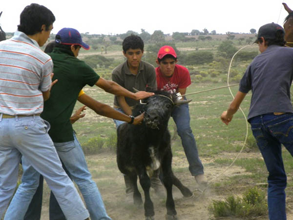 Faenas camperas