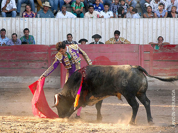 Arturo le plant cara