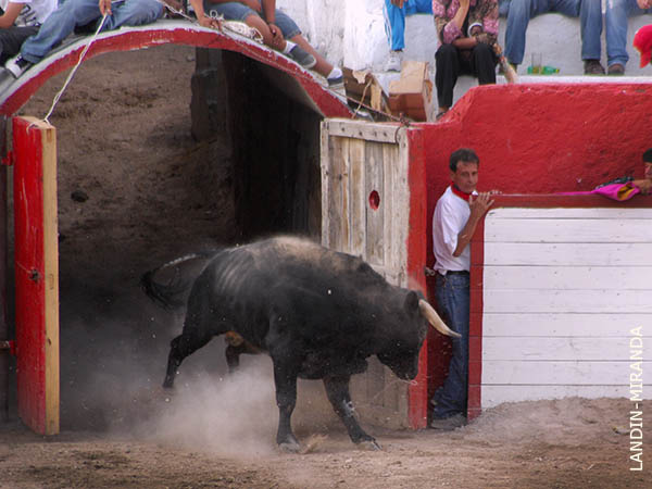 Mirando al torilero