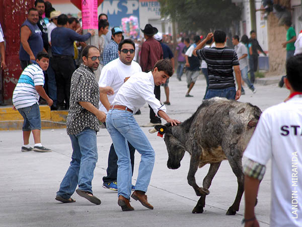 Joaquim Ribeiro, corriendo la vaca