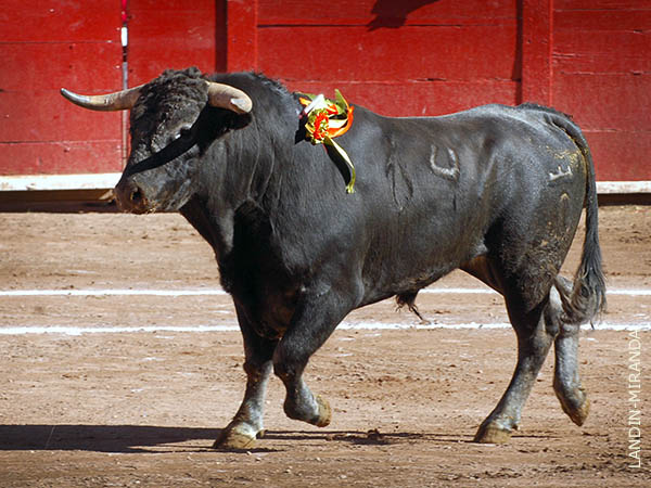 Salta a la arena el primero