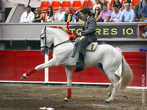 Adornos del tordillo