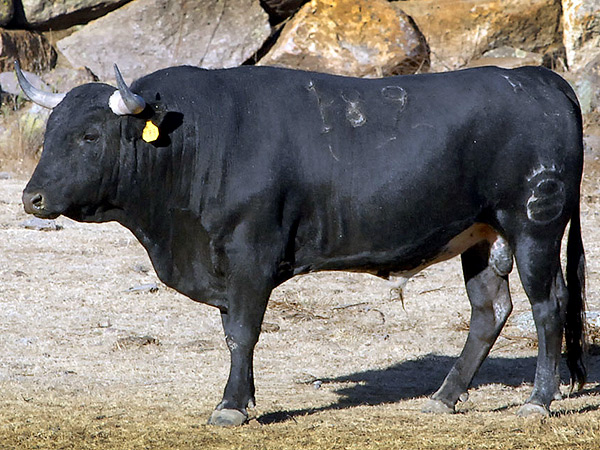 El “Torito” se convierte en Toro – Toros de Tijuana