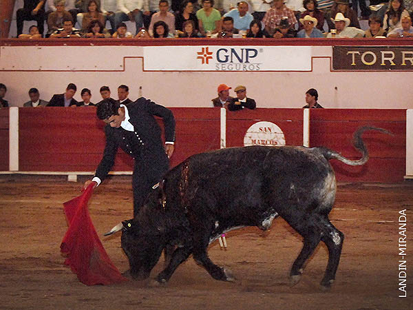 Voluntad y raza de torero