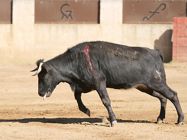 Vigor y transmisin