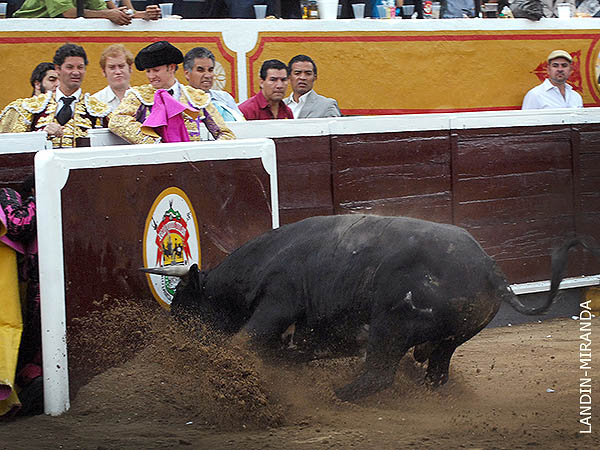 Despitorrado en el burladero