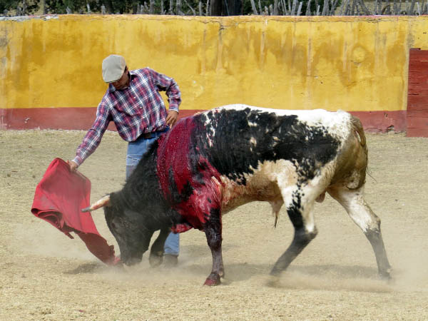 Berrendo a puerta cerrada