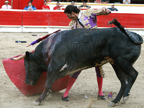 Enroscado al toro