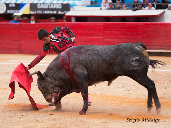 Novillero con futuro