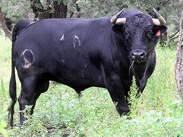 Ejemplar reseado de Rancho Seco