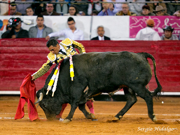 Por derecha a venadito