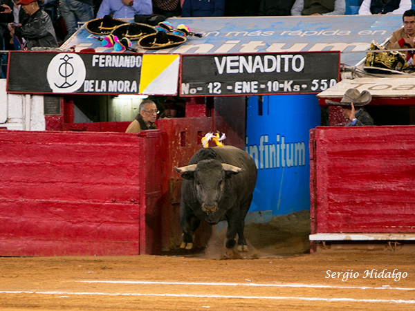 Venadito de Fernando de la Mora