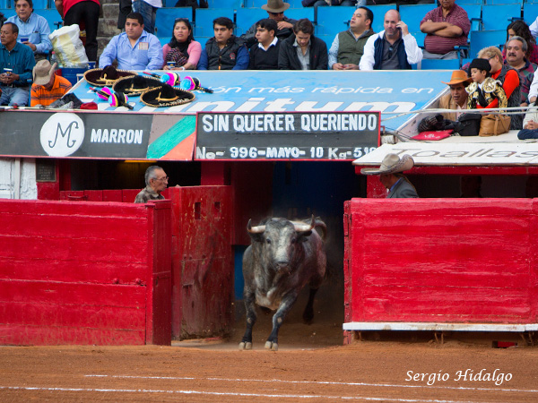 Marrn, presencia y bravura