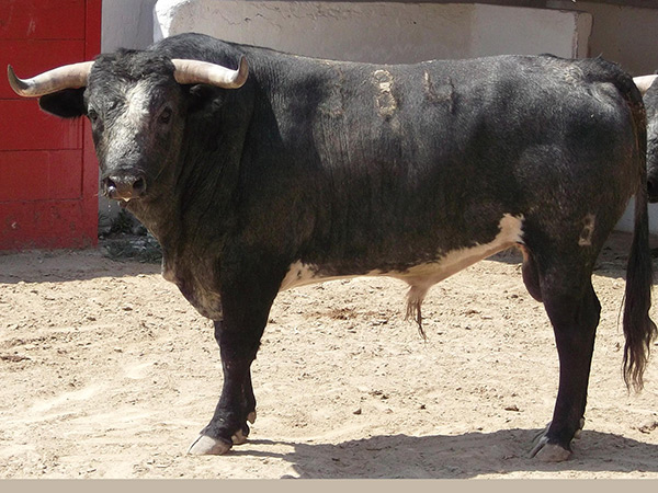 No. 384, con 510 kg. (San Isidro)