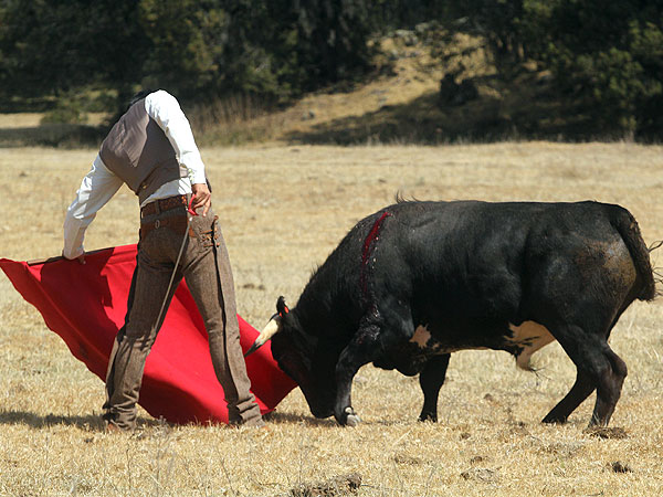 Calidad en la embestida