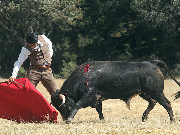 Un novillo serio a campo abierto