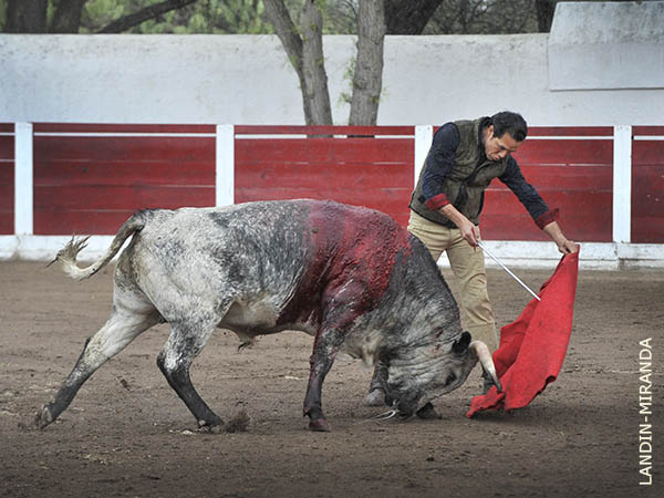 Los belfos en la arena