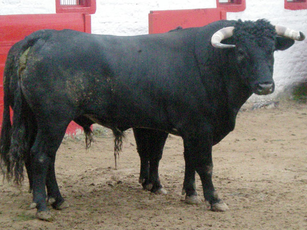 No. 603, 460 kg. (Marrn)