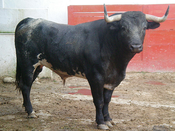 No. 76, 415 kg. (Jorge de Haro)