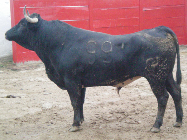 No. 991, 440 kg. (El Vergel)