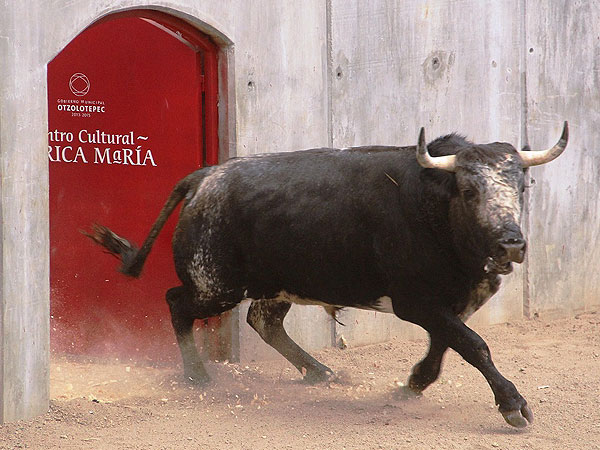 Novillada bien presentada