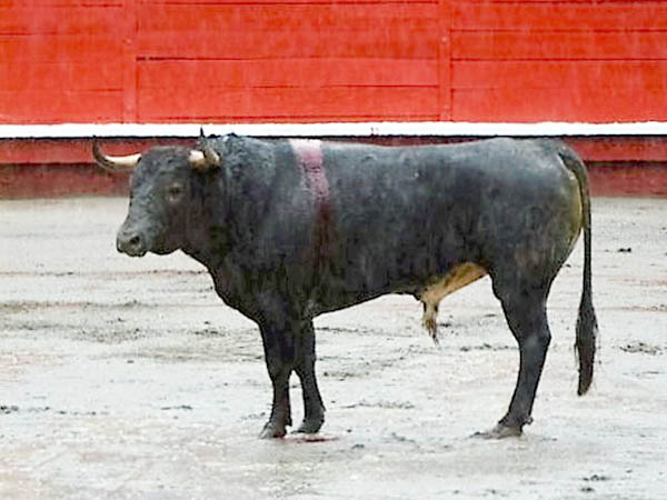 Sangre Llaguno en Colombia