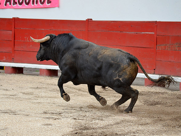 Galope de un toro