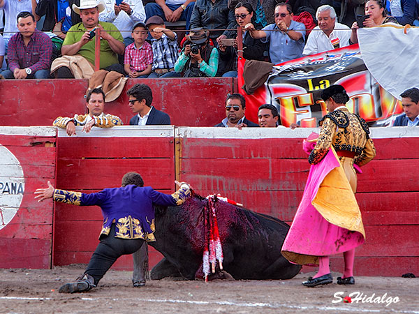 Certero con la hoja de peral