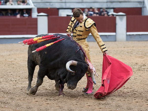 La calidad del toro