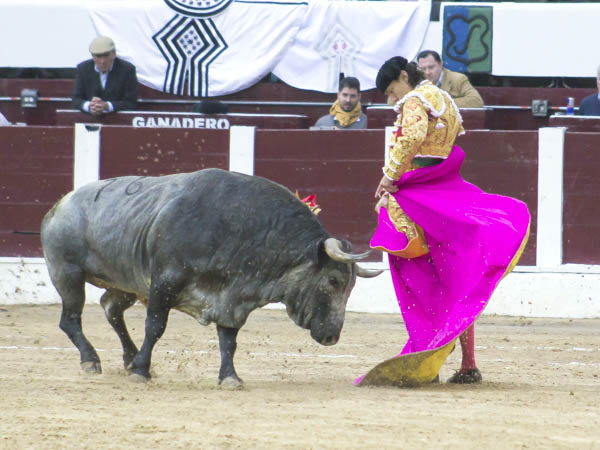 Chicuelinas al cárdeno